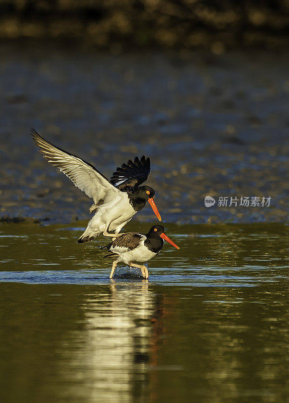 求偶美洲蛎鹬，苍白血鱼，美洲斑纹蛎鹬，Audubon Alafia银行鸟类保护区;鸟岛;希尔斯堡惨案湾;坦帕湾;佛罗里达